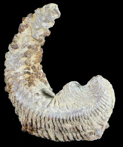 Cretaceous Fossil Oyster (Rastellum) - Madagascar #54433